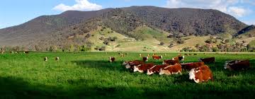 farm5